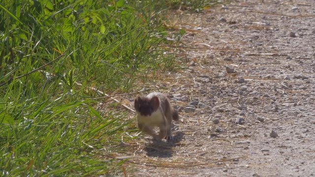 Young stoat observed area, ready for hunting ,low angle shot
