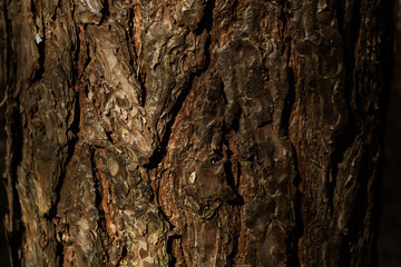 Old Wood Tree Texture Background Pattern