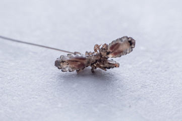 Macro Close Up Pediculus humanus capitis head louse