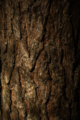 Old Wood Tree Texture Background Pattern
