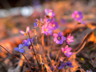 wild whistles, beautiful bright colors, sunset light