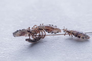 Macro Close Up Pediculus humanus capitis head louse