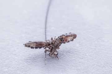 Macro Close Up Pediculus humanus capitis head louse