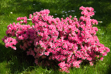Obraz premium Azalea
