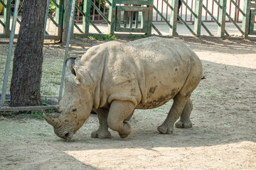 Obraz premium Zoo - rhinoceros