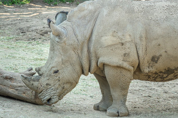 Naklejka premium Zoo - rhinoceros