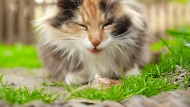 A patchy cat is chewing carefully a piece of meat while sitting on a green lawn HD