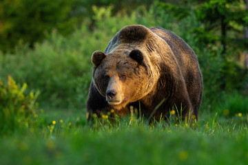 Huge brown bear, ursus arctos, male standing on a meadow looking forward in summer at sunset. Dominant mammal with strong legs in his territory on clearing in green forest.