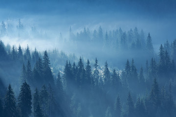 Mystieke berg dennenbos in mist in fantasiestijl, sprookjesachtig griezelig uitziende bossen.