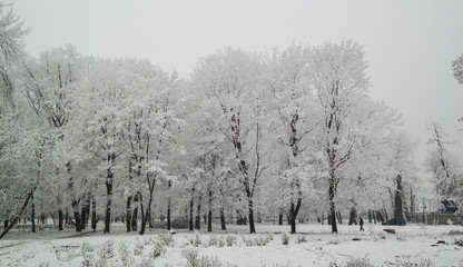 frosty snow covered trees in a park