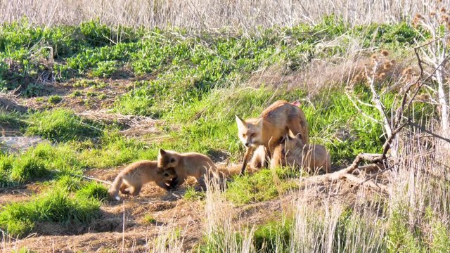 Mother fox nurses kits while rambunctious siblings wrestle and fight as they roll down the hill