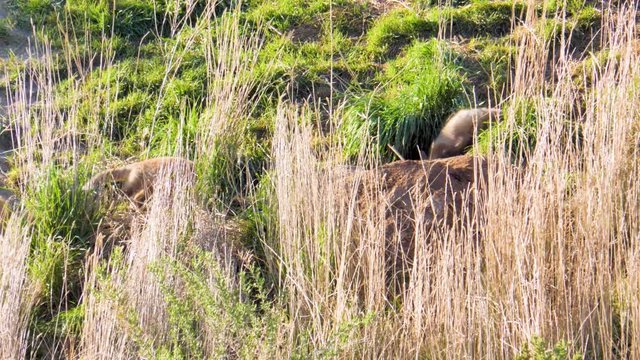Kit red foxes play by their den and then run to nurse mother