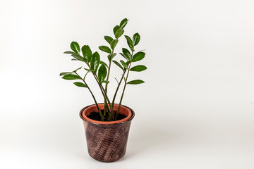 Houseplant Zamioculcas in a pot isolated on white background. 