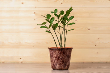 Zamioculcas in a pot on rustic background. 