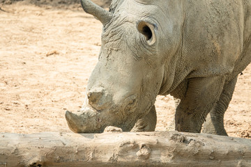 Fototapeta premium Zoo - rhinoceros