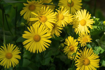 Bright yellow flowers of Doronicum orientale or leopards bane.