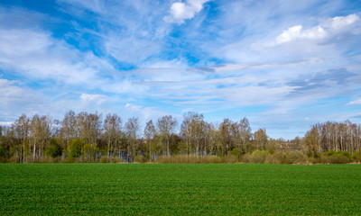 Fototapeta premium spring landscape with blue sky, white clouds