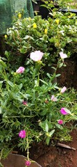 pink and white flowers