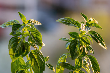 Fresh basil herb close up. Ocimum basilicum