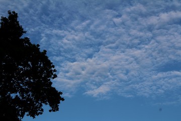 albero e cielo sereno con nuvole alte