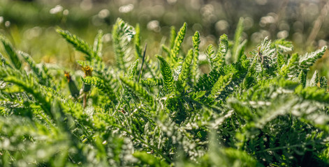 Tiny green leaves and wildflowers in early spring. Tender spring Easter background