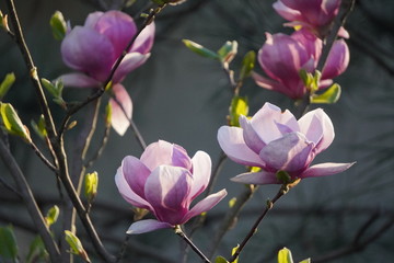 Large pink Magnolia flowers in the background light, translucent in the sun. Magnolioideae of the family Magnoliaceae.