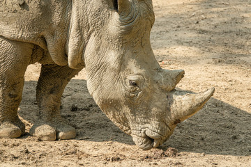 Obraz premium Zoo - rhinoceros