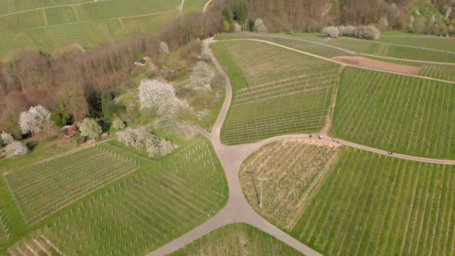 Family takes walk at vineyard on sunny day, aerial shot