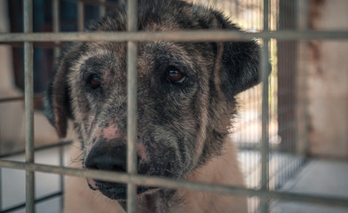 Sad dog in shelter waiting to be rescued and adopted to new home. Shelter for animals concept