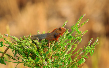 Oriental garden lizard (Calotes versicolor) - Garden lizards are relaxing on tree branches, camouflage garden lizards. Close up chameleon details.