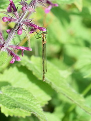 The emerald damselfly Lestes sponsa sitting on a pink flower