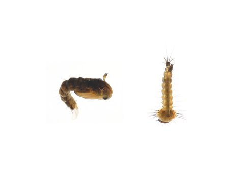 Mosquito larva and pupa isolated on white background