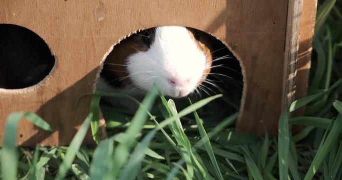 Funny american tame guinea pig or cavy sitting in a wooden house, cavia eating wooden house.