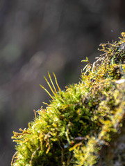 swampy picture with old tree trunks overgrown with green moss