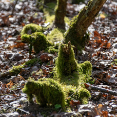 swampy picture with old tree trunks overgrown with green moss