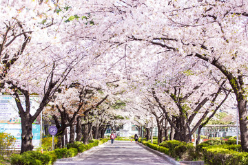 Obraz premium Cherry blossom tree during spring season.
