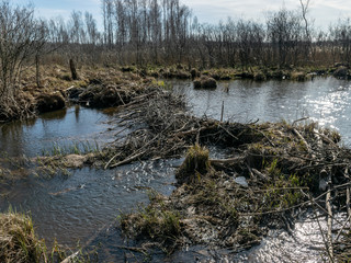 landscape with bog ponds, dry withered grass, old dry trees and branches