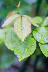 Bush of roses after spring rain.
