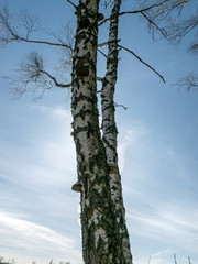 Fototapeta premium birch trunk in spring, trees still without leaves