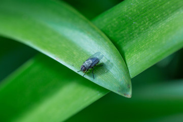 Fly on grass