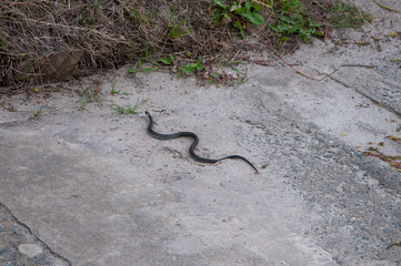 .a viper crawls on the asphalt along the river