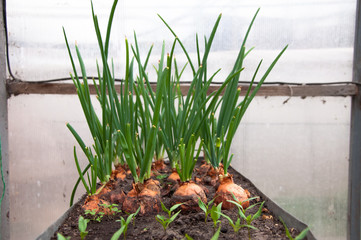 green onion growing and planted in .greenhouse