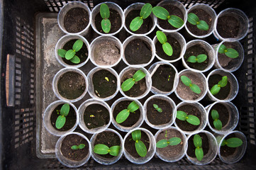 round glasses with soil and small sprouts of seedlings instaplants top view flatlay pattern new life.
