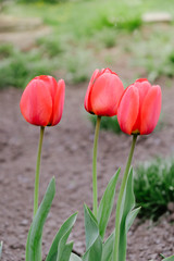 Red tulips bloomed in the garden in spring.