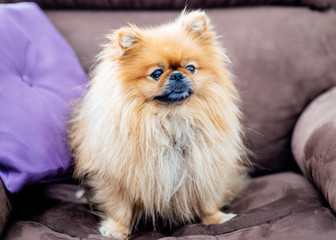 Amazing fluffy red Spitz / pomeranian sitting in a brown chair in office