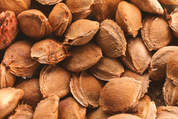 Bones of apricot. Seeds are stubble for sowing. An apricot seed