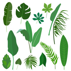 Set of flat cartoon tropical leaves.