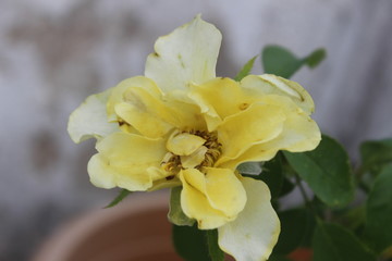 yellow flower in a pot