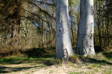 Buchenstämme werden von der Sonne erwärmt