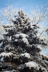 frosty snow covered pine on blue sky